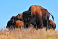 Tatanka