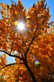 Autumn Splendor