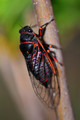 Arthropod